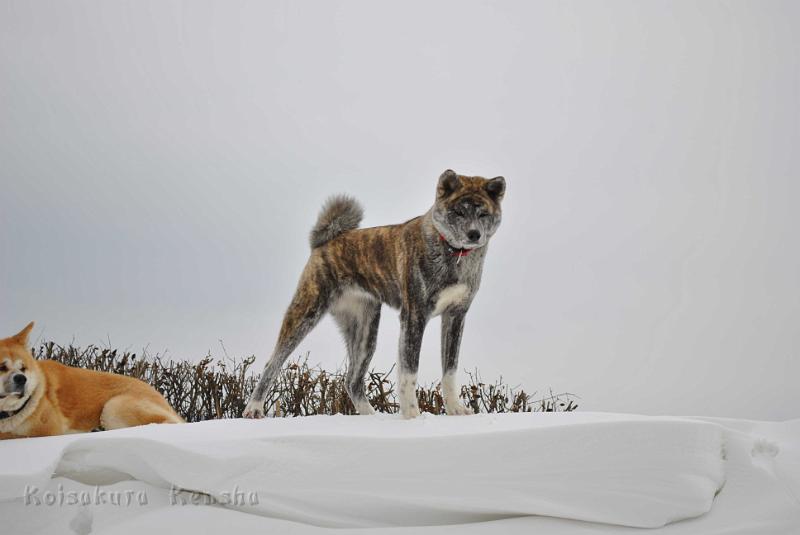 Shinju  Winter 2013.jpg - Winter 2013